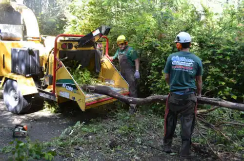 tree services Young